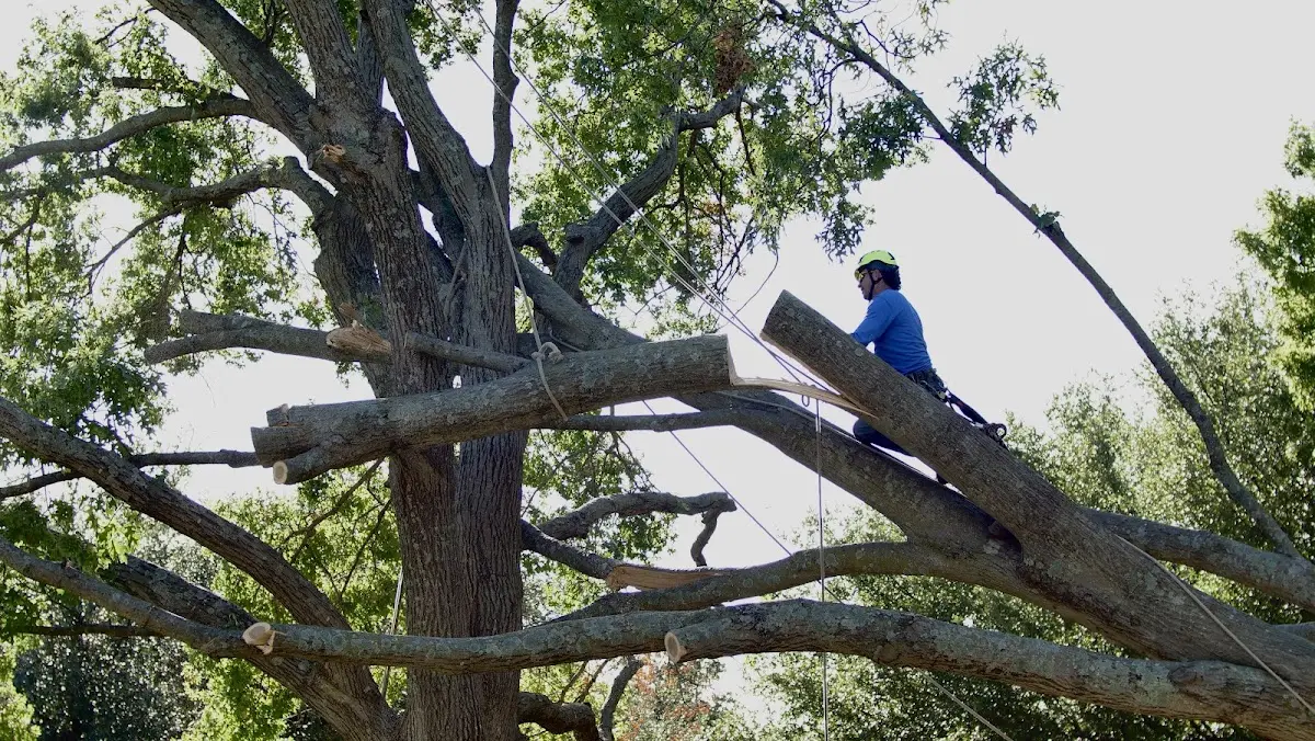 Professional Hazardous Tree Removal performed by certified arborists in Arbyrd