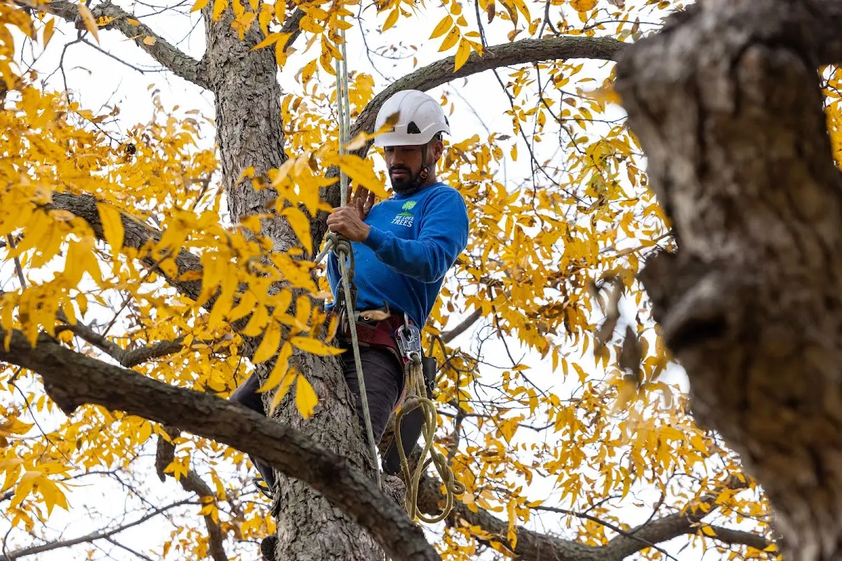 Skilled Tree Transplanting crew working in Arbyrd